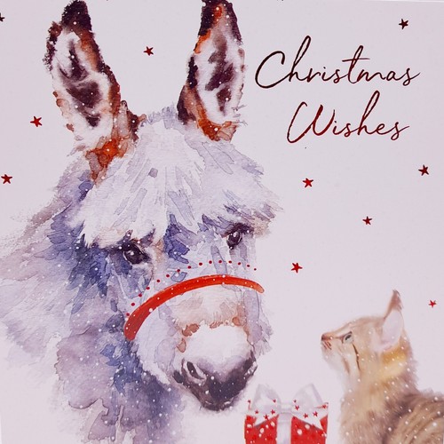 Cats protection christmas - cats,