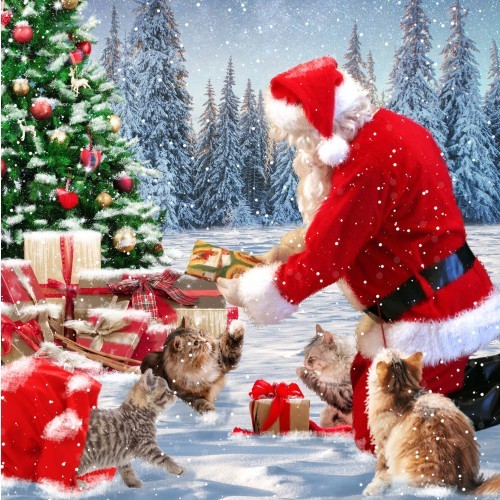 Our very own - very, cat
