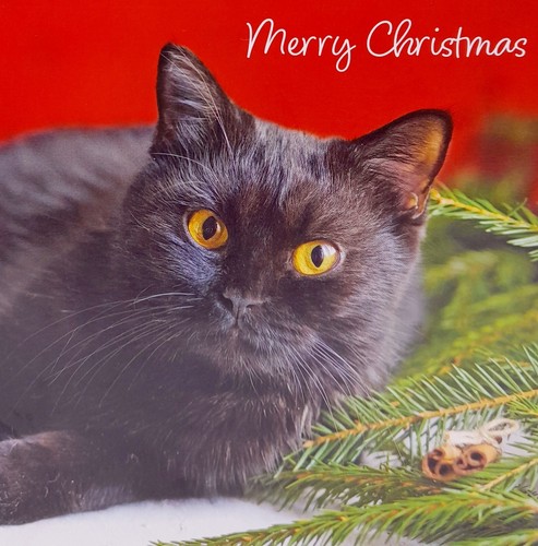 Cats protection christmas - cats,