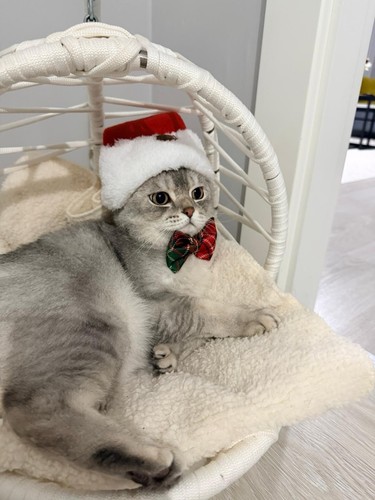 Christmas santa hat - &, bow