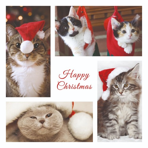 17076 christmas cats - 17076, pack